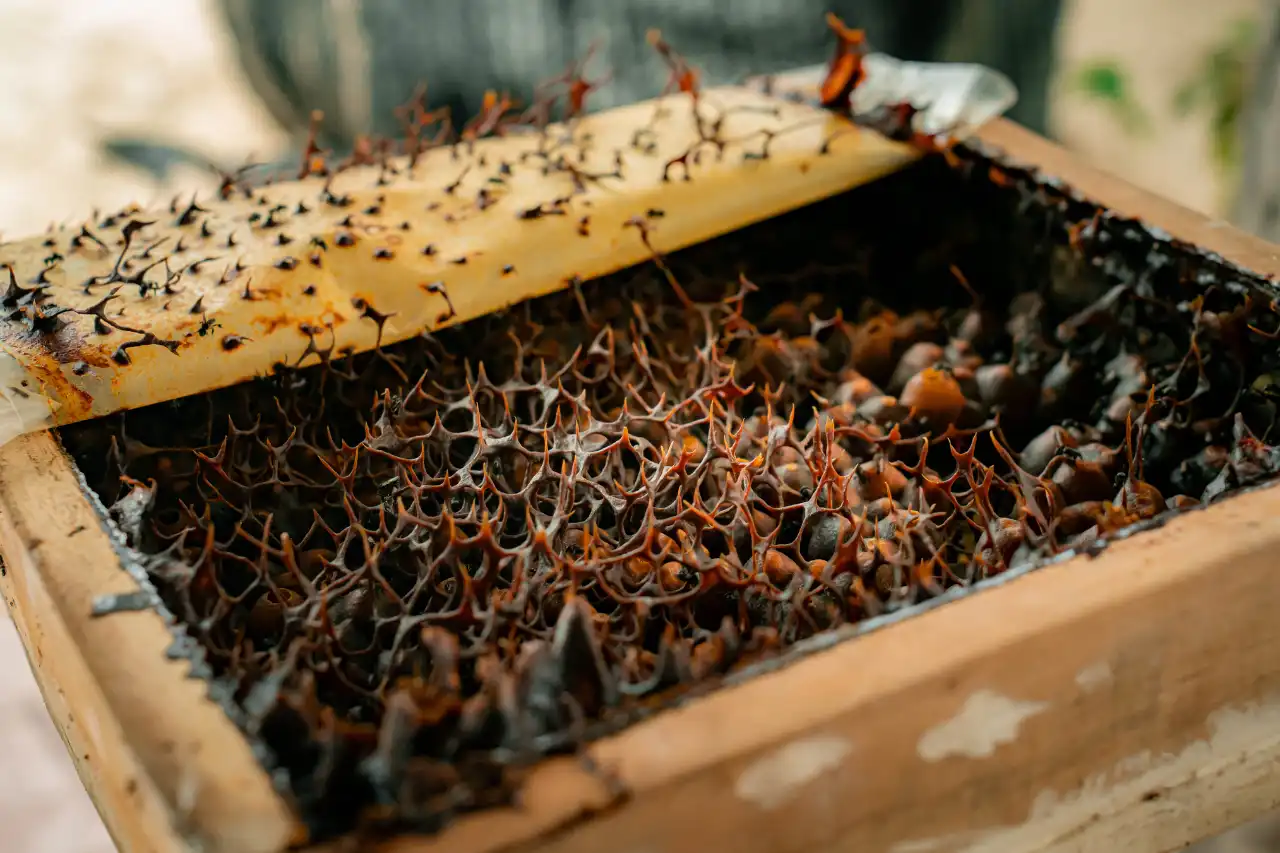 Stingless Bee Farm